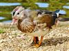 Mandarin Duck