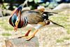 Mandarin Duck