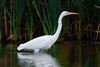 Great White Egret