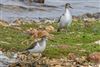 Common Sandpiper