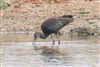 Glossy Ibis