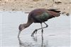 Glossy Ibis