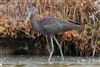 Glossy Ibis