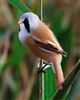 Bearded Tit