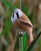 Bearded Tit