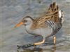 Water Rail