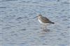 Spotted Redshank