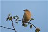 Whinchat