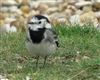 White Wagtail