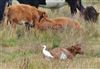 Cattle Egret