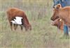 Cattle Egret