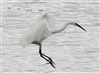 Great White Egret