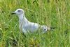 Herring Gull