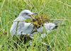 Herring Gull