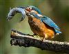 Kingfisher