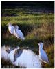 Cattle Egret