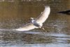 Little Egret