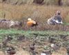 Ruddy Shelduck