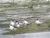 White-winged Black Tern