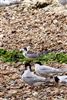 White-winged Black Tern