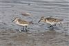 Little Stint