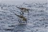 Little Stint