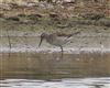 Wood Sandpiper