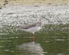 Spotted Redshank