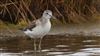 Greenshank