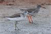 Greenshank