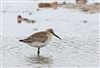 Curlew Sandpiper