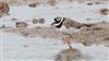 Ringed Plover