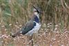 Lapwing