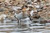 Little Stint