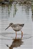 Spotted Redshank