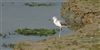 Greenshank