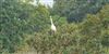 Great White Egret