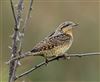 Wryneck