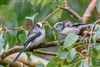 Long-tailed Tit