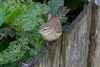 Chiffchaff