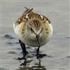 Little Stint