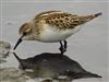 Little Stint