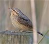 Wryneck