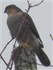 Sparrowhawk