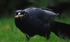 Photo of Boat-tailed Grackle at Holbury, Hampshire. Taken by Ben Hayward on 15th November 2025.