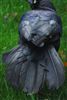 Photo of Boat-tailed Grackle at Holbury, Hampshire. Taken by Ben Hayward on 15th November 2025.