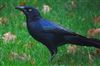 Photo of Boat-tailed Grackle at Holbury, Hampshire. Taken by Ben Hayward on 15th November 2025.
