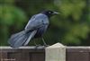 Photo of Boat-tailed Grackle at Holbury, Hampshire. Taken by Tomasz Doron on 16th November 2025.