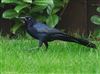 Photo of Boat-tailed Grackle at Holbury, Hampshire. Taken by Tomasz Doron on 16th November 2025.
