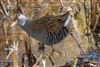 Photo of Water Rail at Blashford Lakes - Ivy Lake, Hampshire. Taken by Andy Tew on 17th November 2025.